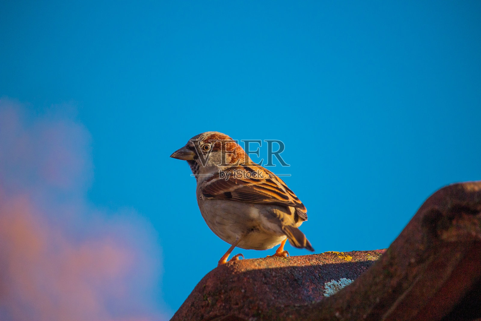 一只家雀站在岩石上的风景照片，背景是清澈的蓝天。照片摄影图片