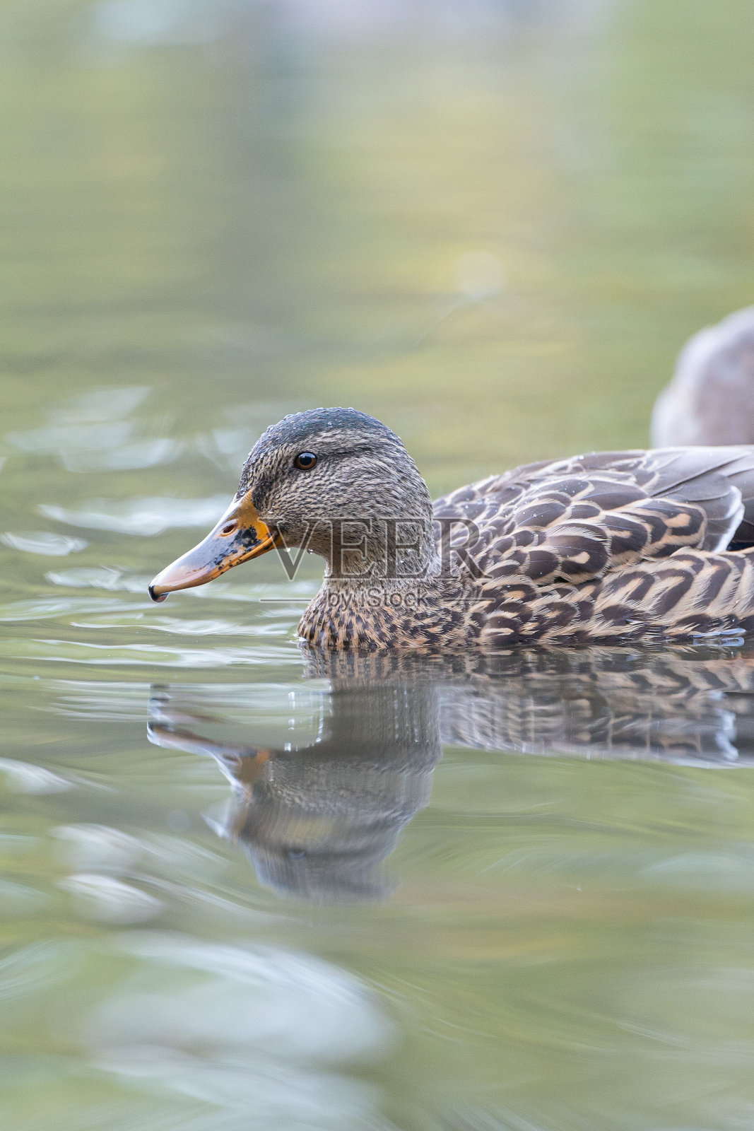 一只灰色的鸭子在反光的湖里游泳的垂直特写照片摄影图片