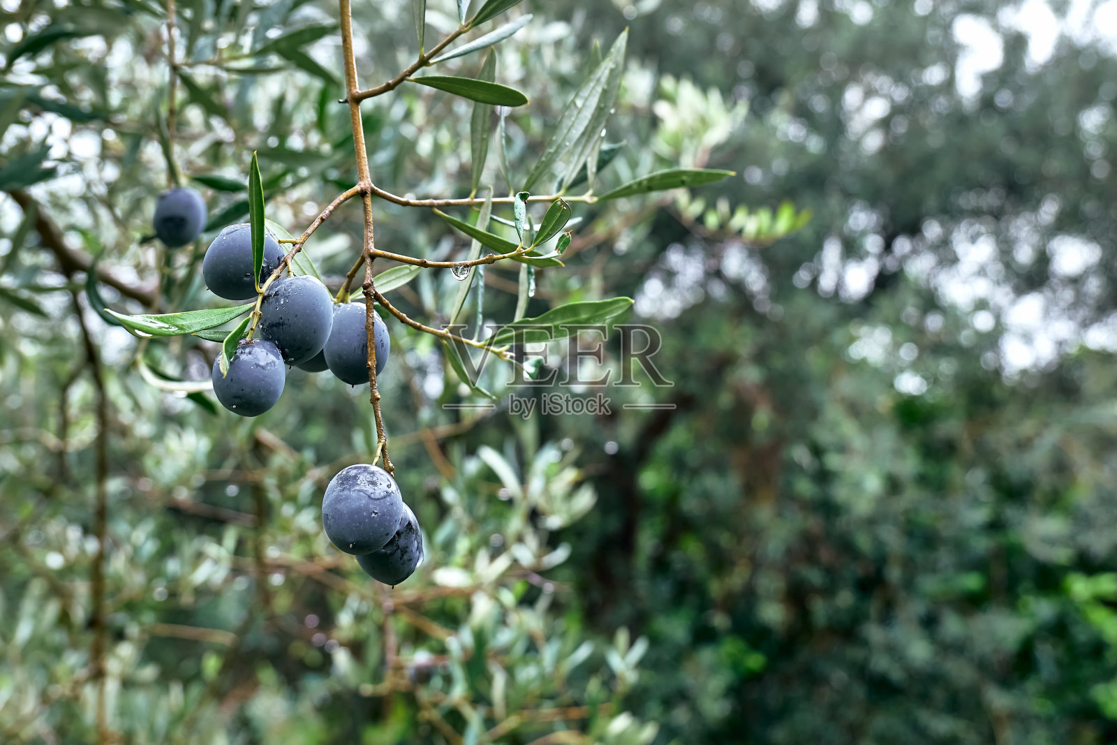 在意大利西西里岛的地中海橄榄林里，长着成熟的新鲜紫橄榄的橄榄枝准备收割。雨后日出的橄榄树花园。照片摄影图片