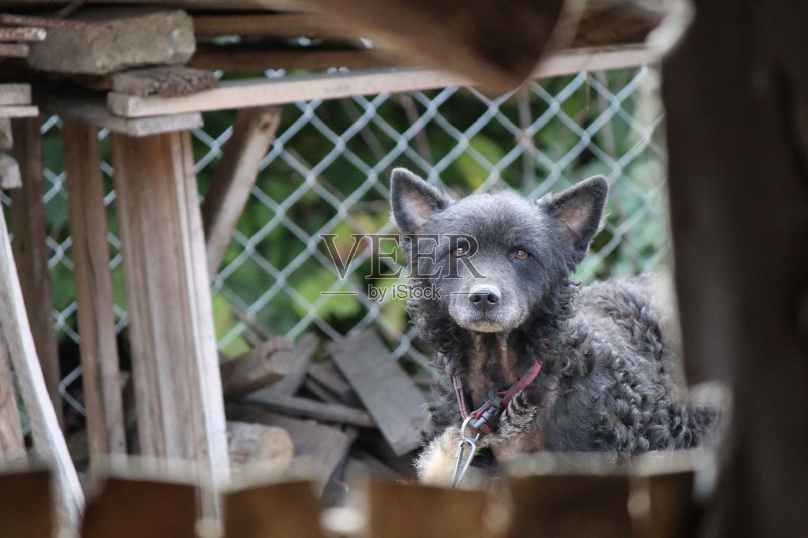 农场里聪明的狗照片摄影图片