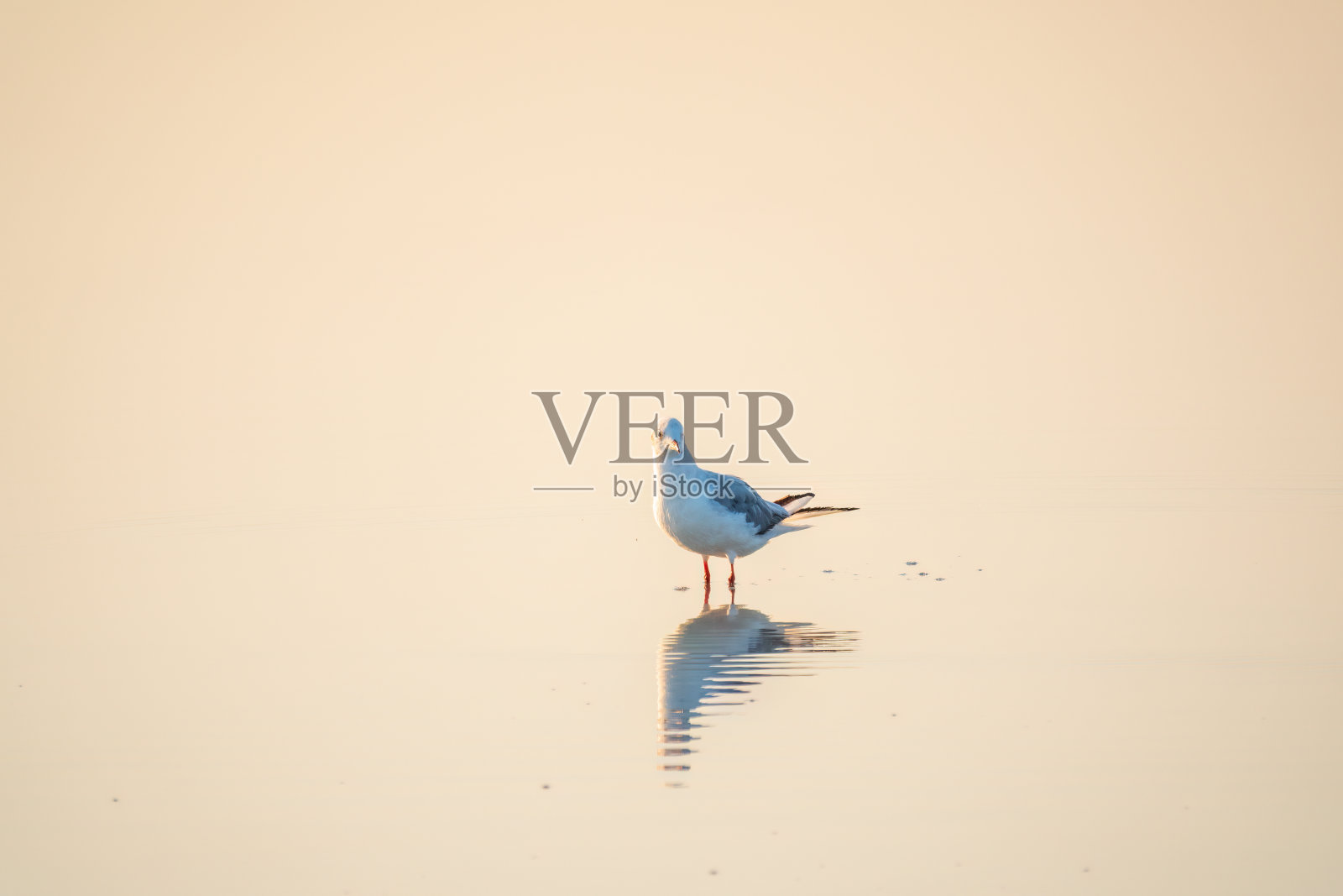 一只海鸥，欧洲鲱鱼鸥，在日落时平静的湖岸上游泳照片摄影图片