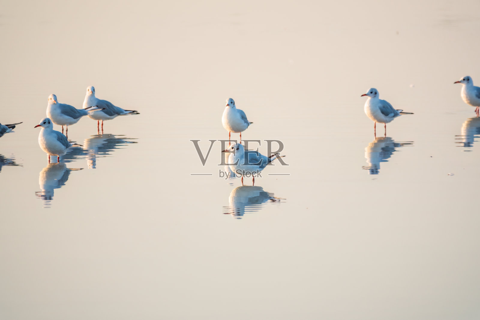 一群海鸥，欧洲鲱鱼鸥，在夕阳下平静的湖岸上游泳照片摄影图片