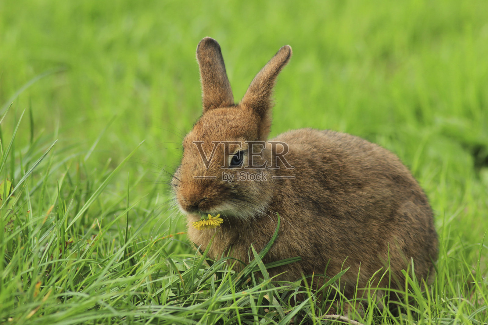 复活节兔子在草地上，嘴里叼着一朵花照片摄影图片