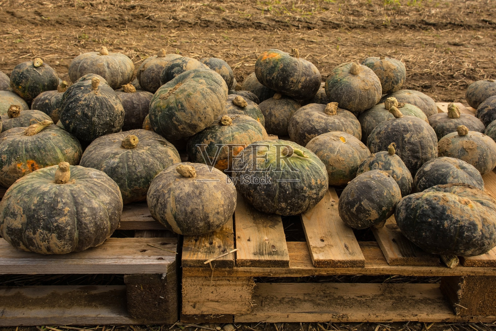 Delica南瓜展在意大利农场照片摄影图片