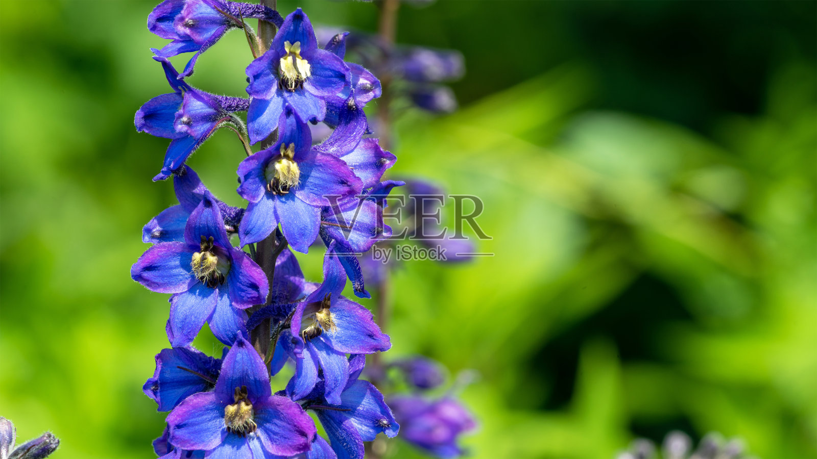飞燕草是毛茛科一年生多年生开花植物。园艺和夏季花的概念照片摄影图片