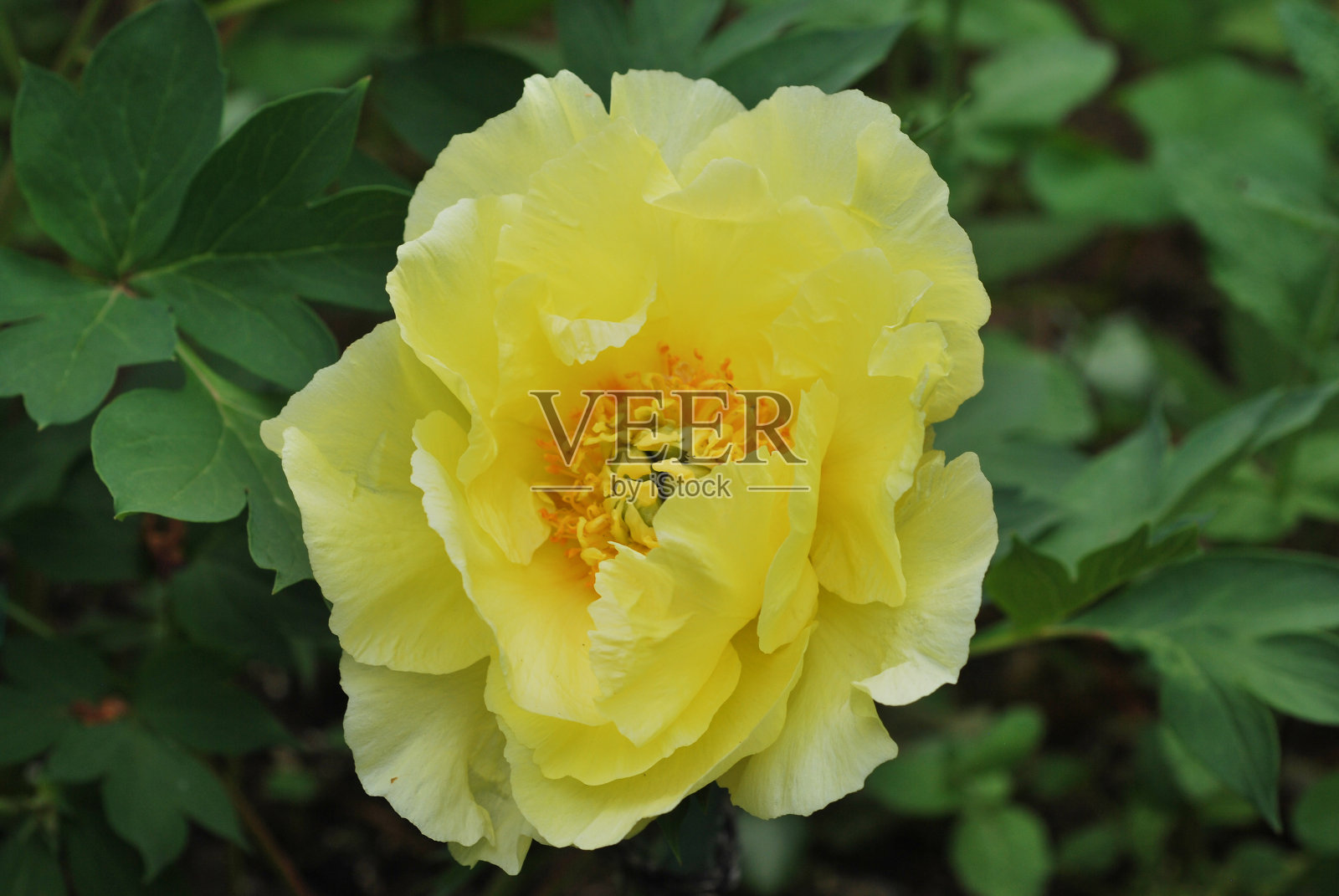 花园里玫瑰花的近景照片摄影图片