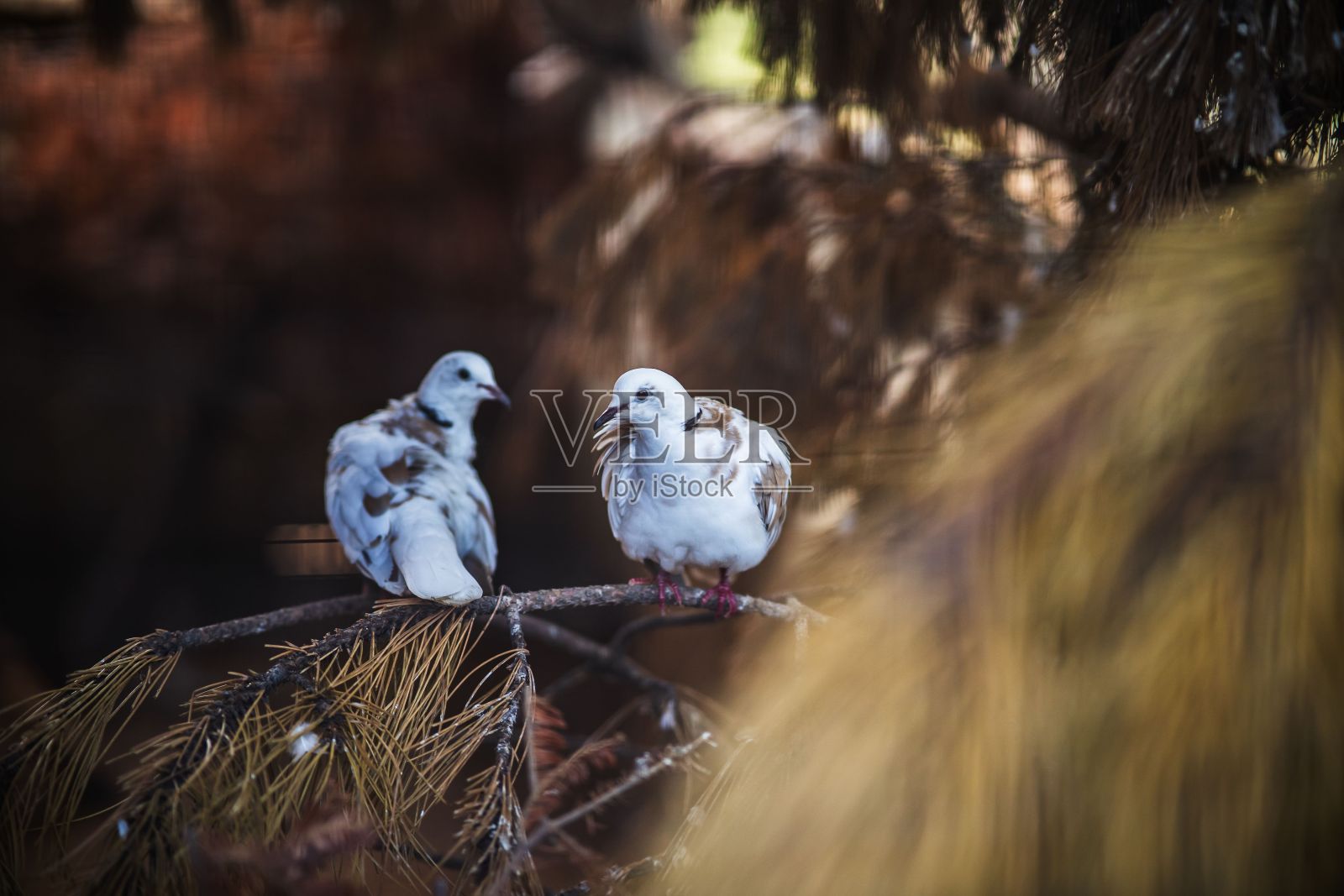美丽的白色鹧鸪栖息在树枝上，背景模糊照片摄影图片