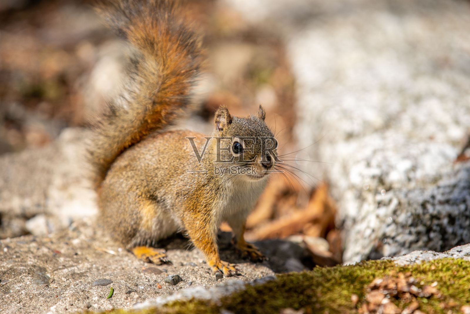 松鼠站在森林里的岩石上，看着相机的特写镜头照片摄影图片