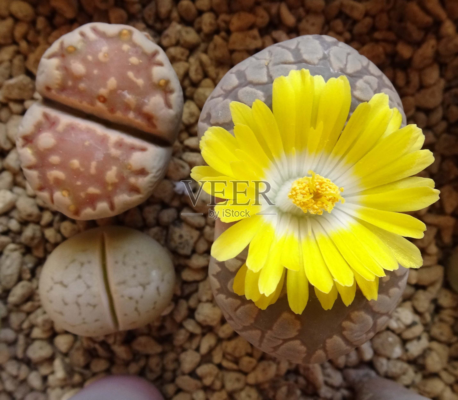 多肉植物岩石花。开黄色花的Otzeniana岩花。五颜六色、可爱的植物。照片。照片摄影图片