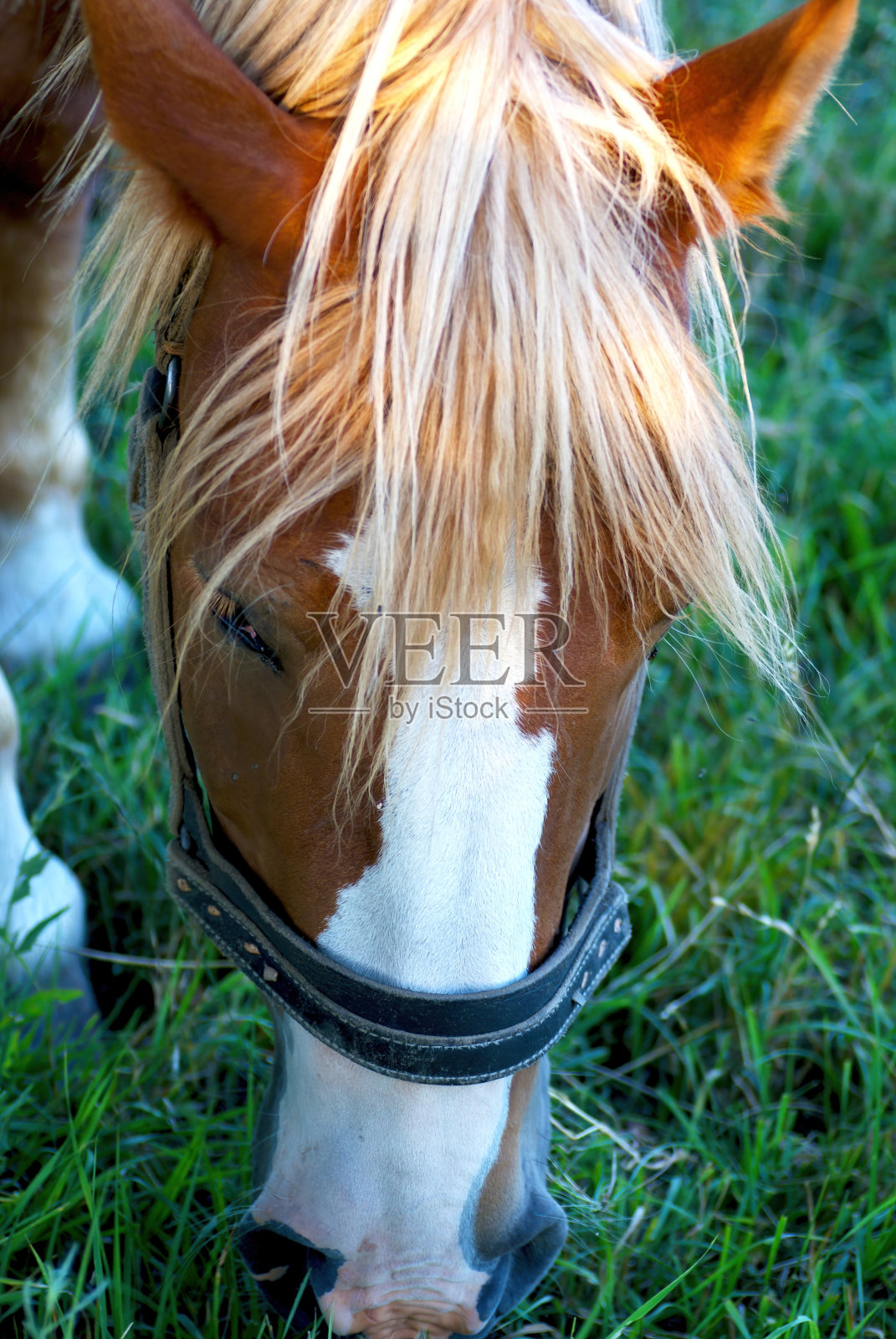 马照片摄影图片