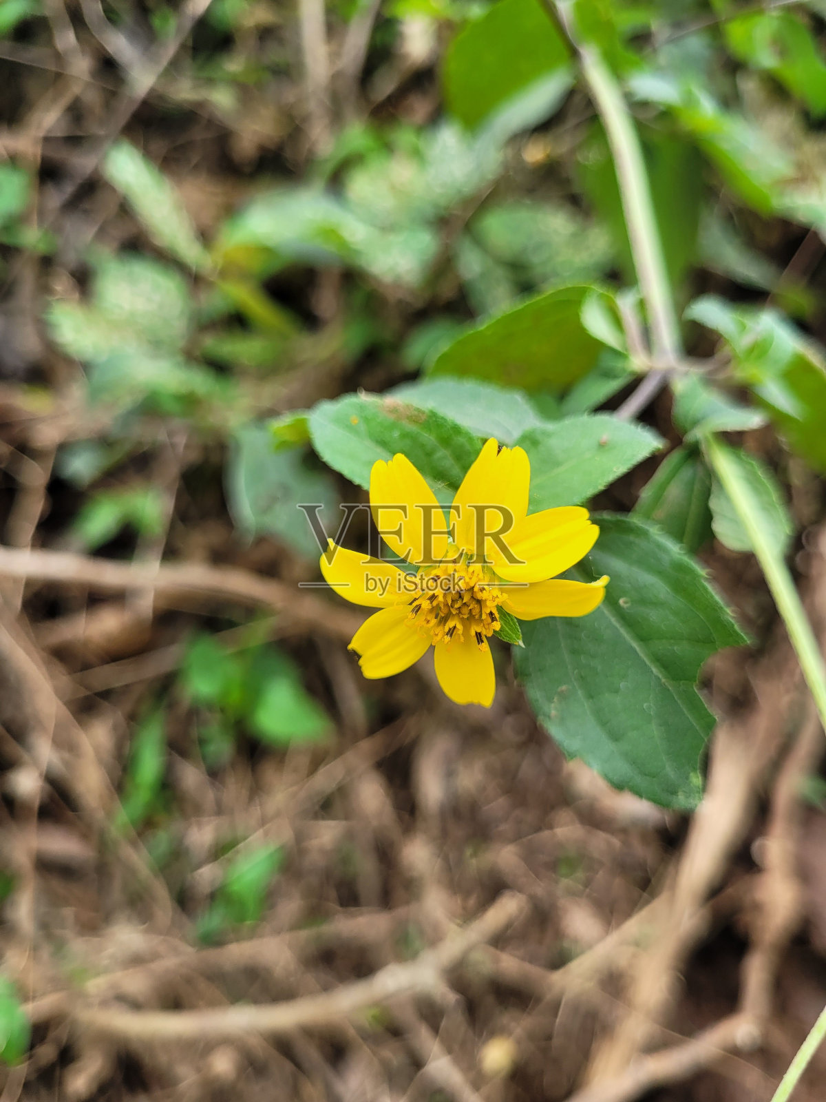一个盛开的黄绿色和金色花朵的垂直特写镜头照片摄影图片