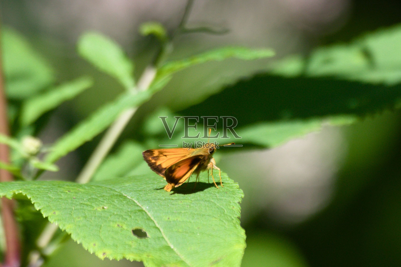 栖息在绿叶上的大跳鱼(Ochlodes sylvanus)的选择性聚焦镜头照片摄影图片