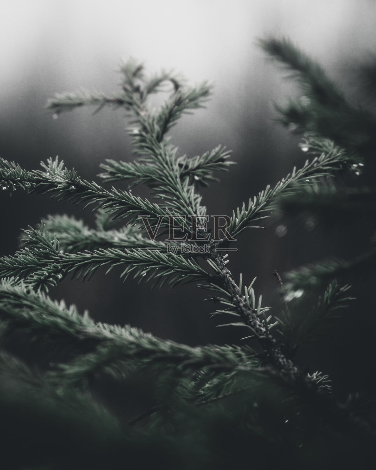 垂直选择焦点拍摄云杉树枝与模糊的背景照片摄影图片