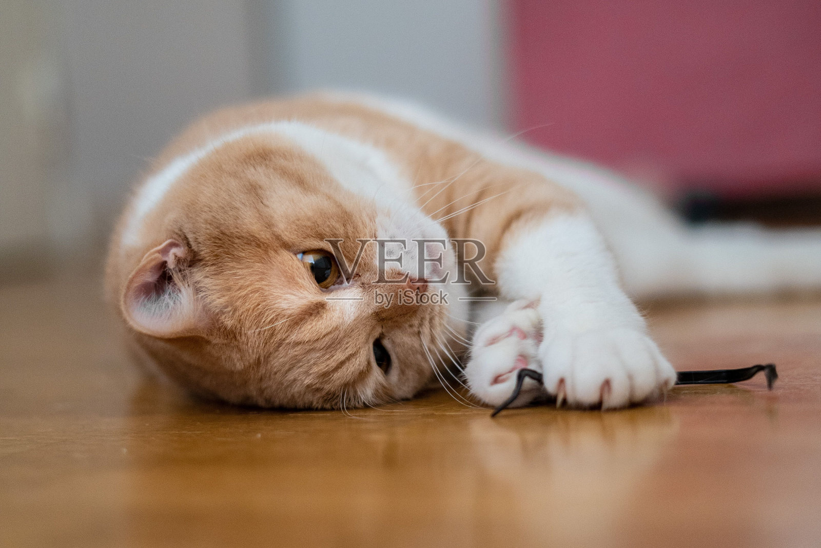 可爱的姜黄色猫在房子里玩耍照片摄影图片