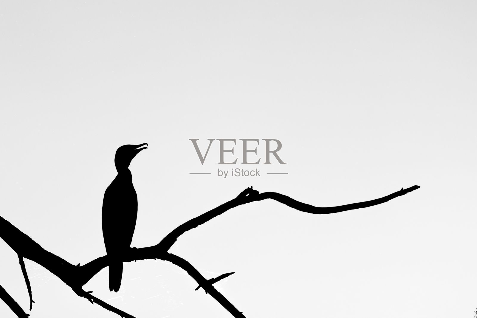 在白色背景下的鸟的剪影照片摄影图片