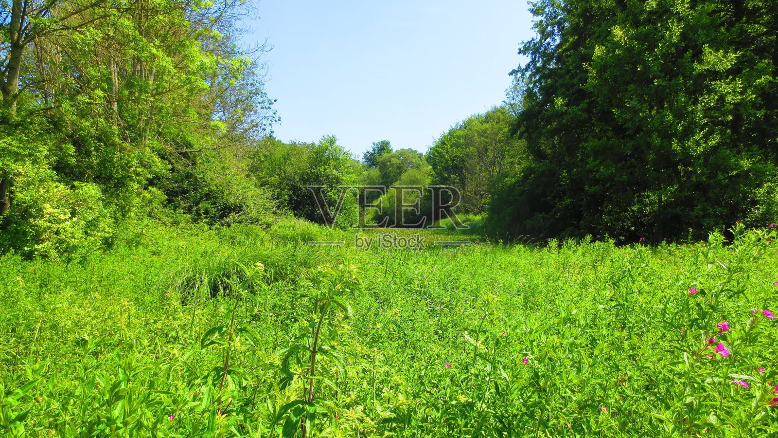 在阳光明媚的日子里，山坡上长满了草和树照片摄影图片