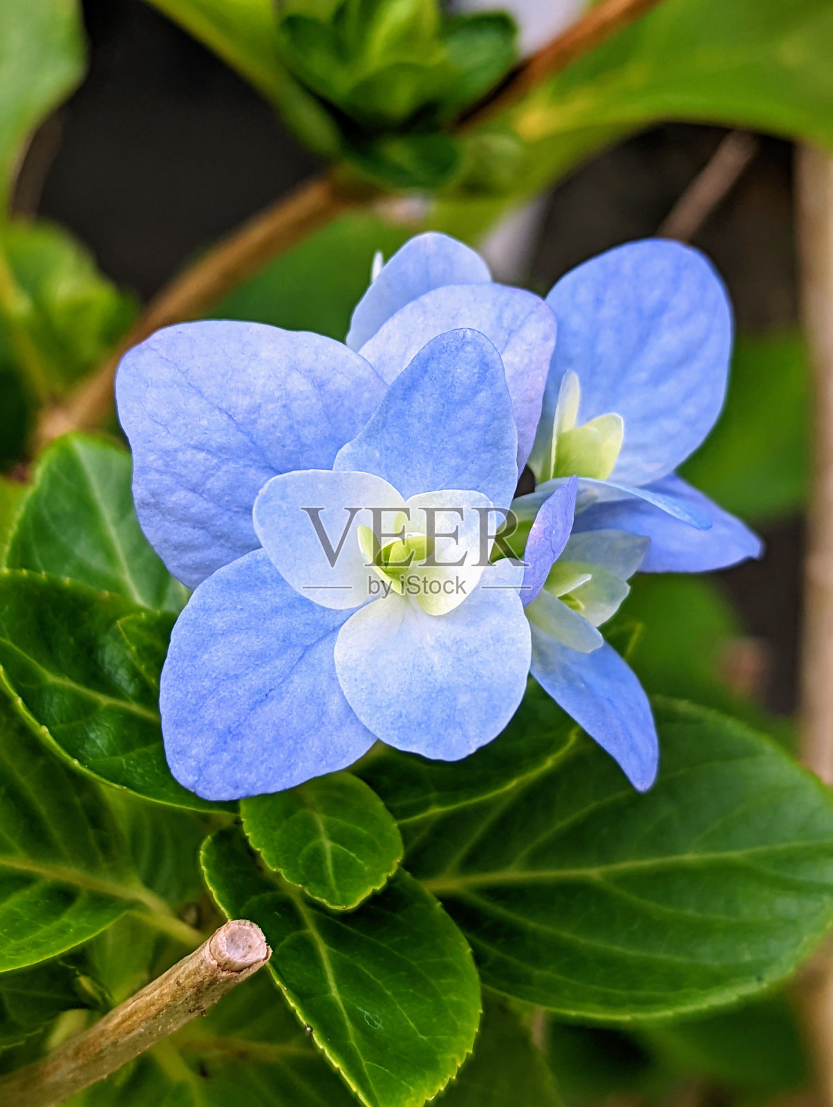 垂直特写美丽的蓝色绣球花。照片摄影图片