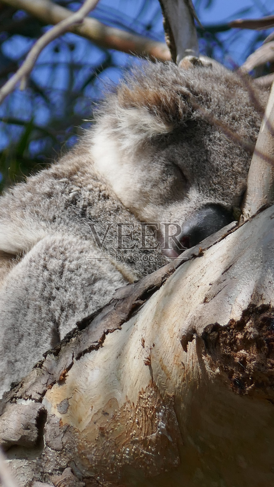 考拉熊睡在树澳大利亚照片摄影图片