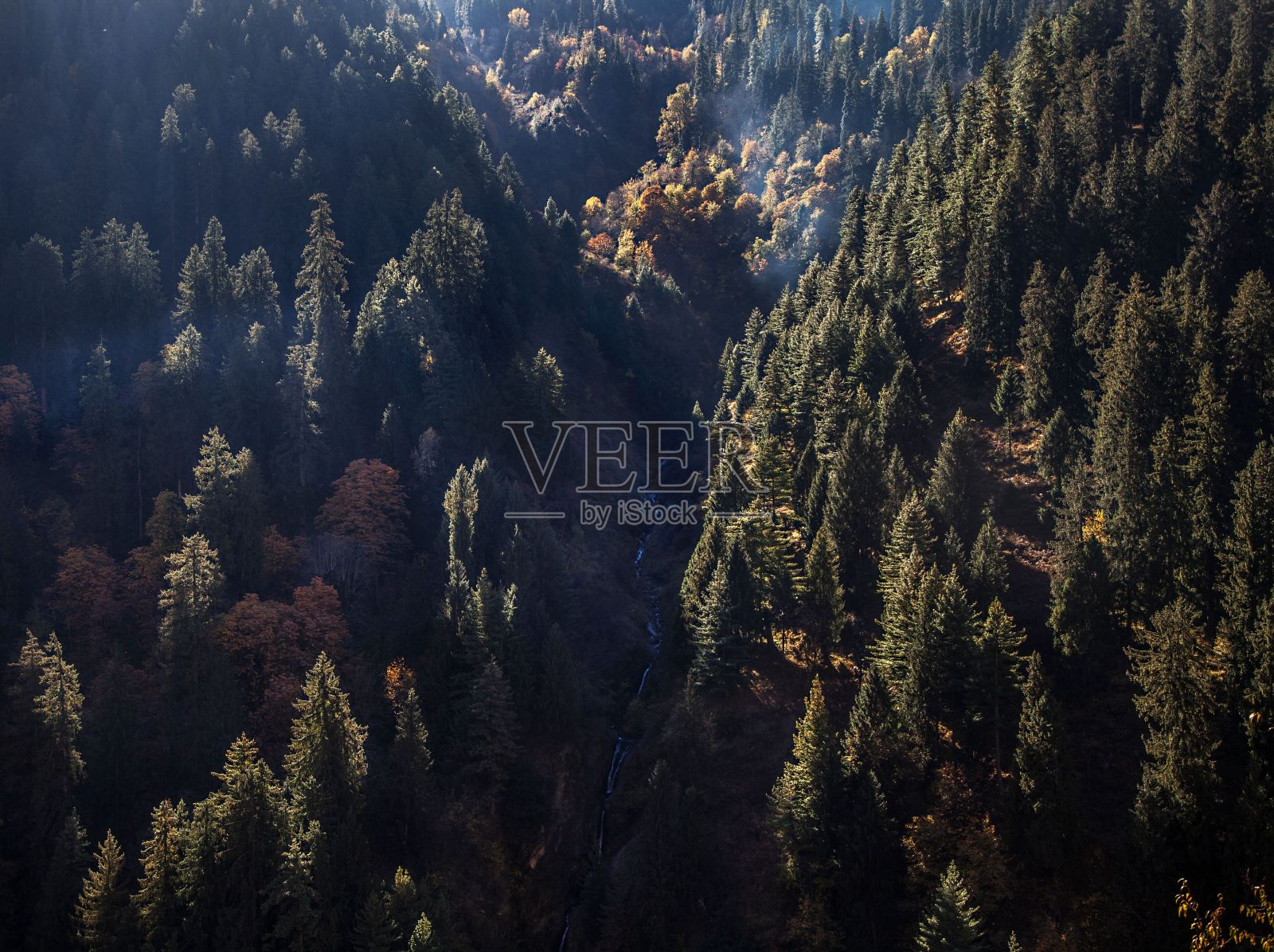 喜马偕尔邦山脉一侧松树的鸟瞰图照片摄影图片