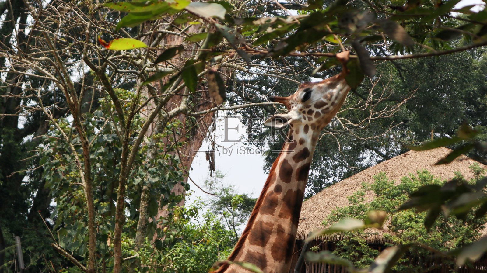 长颈鹿照片摄影图片