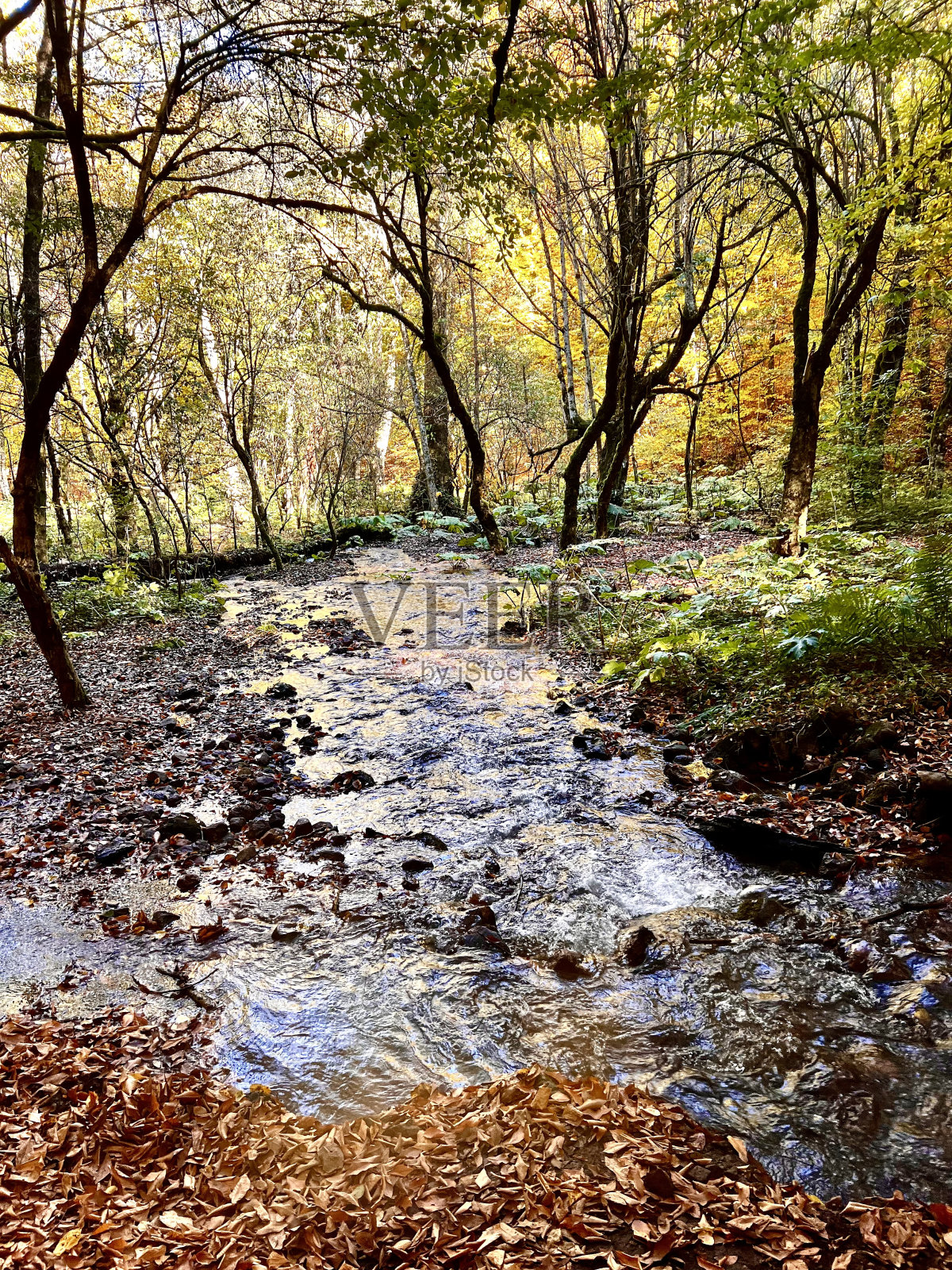 Yedigöller国家公园的秋天照片摄影图片