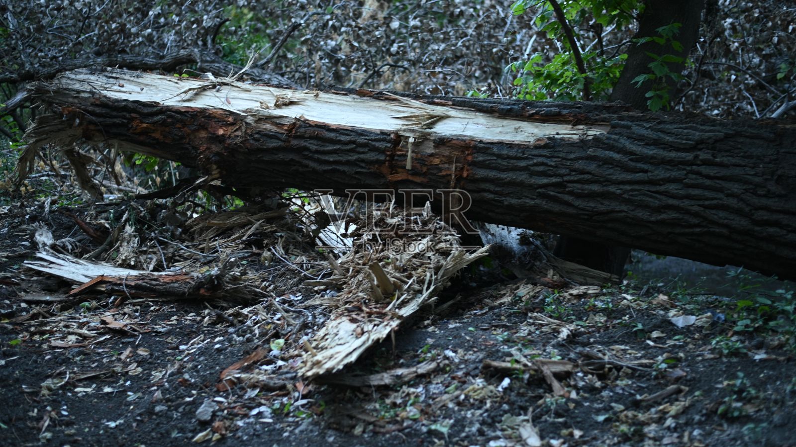 又老又破的树干倒在地上照片摄影图片