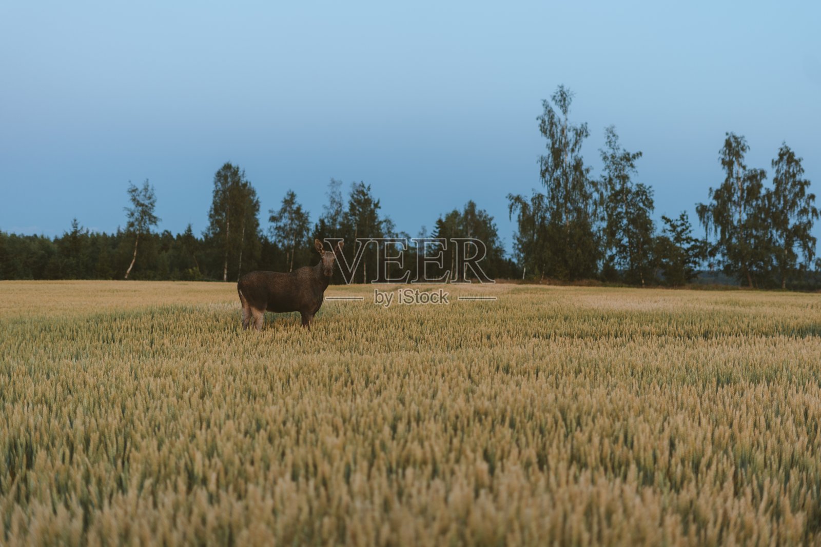 挪威，一只鹿在绿树环绕的草地上照片摄影图片