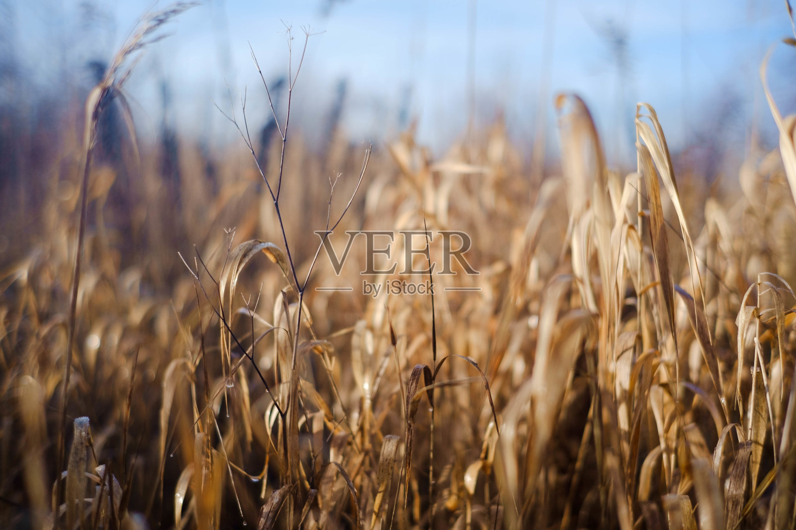 阳光明媚的日子里，干草的选择性聚焦镜头照片摄影图片