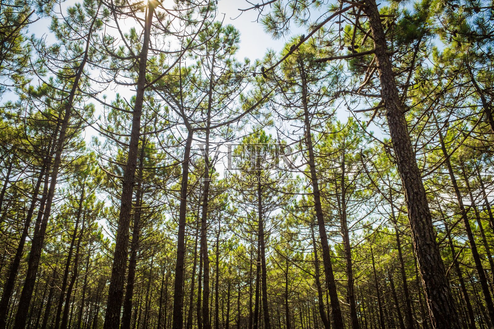 低角度拍摄了许多美丽的高大的树木在森林在白天照片摄影图片