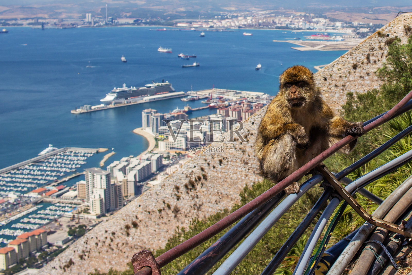 在直布罗陀的海滩上，一只猴子在城市里闲逛照片摄影图片