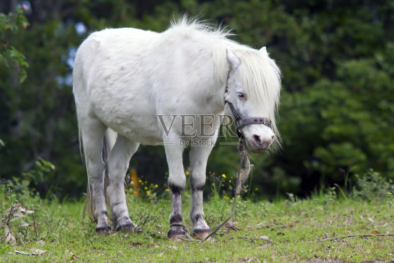 一个可爱的白色小马驹站在绿色的草地上，背景模糊照片摄影图片