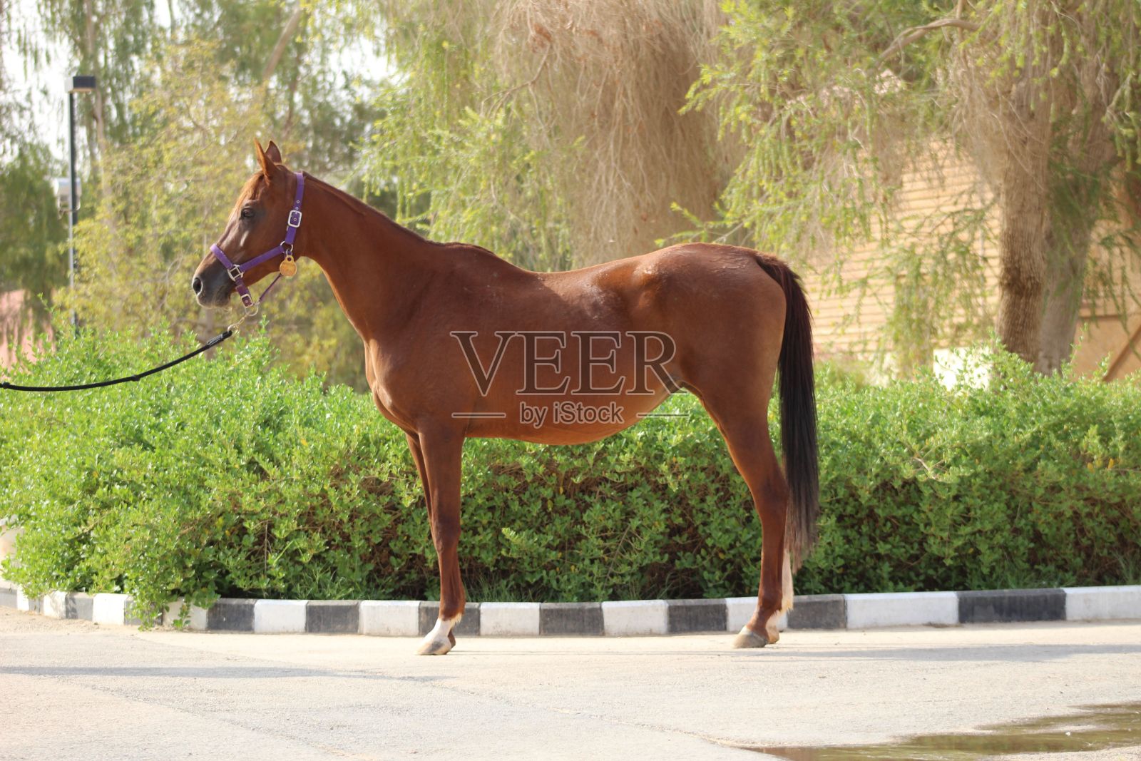 农场里漂亮的阿拉伯马照片摄影图片