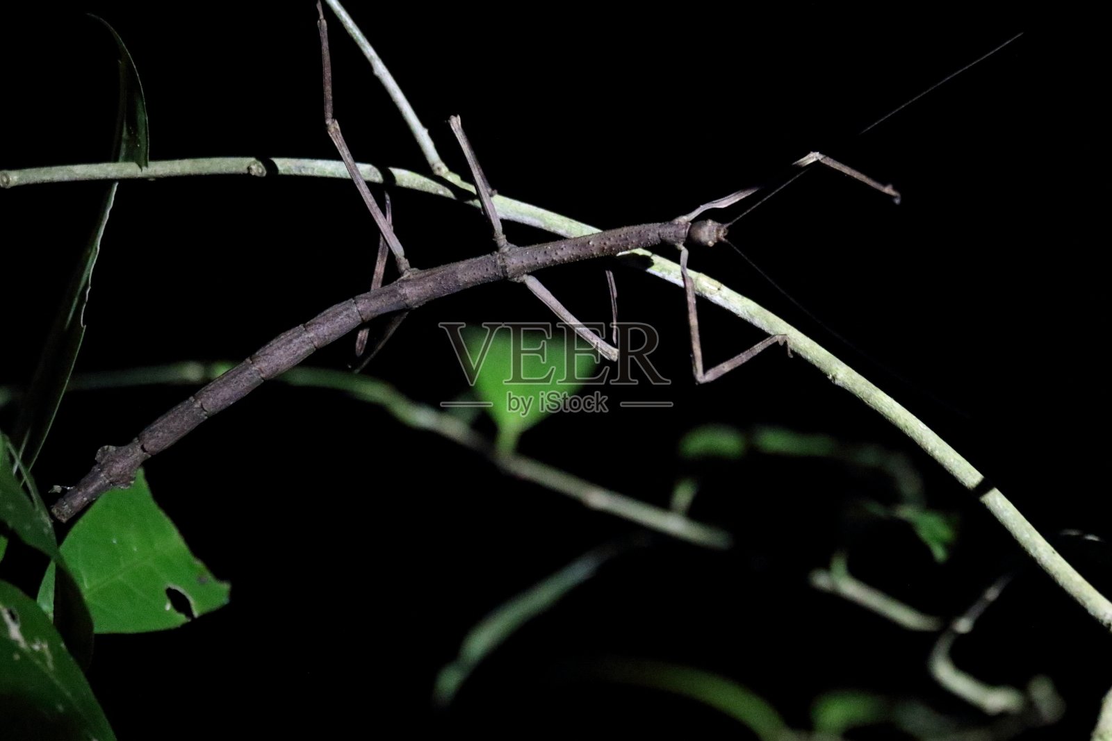 一根棕色的手杖停在一根细树枝上的夜晚镜头照片摄影图片