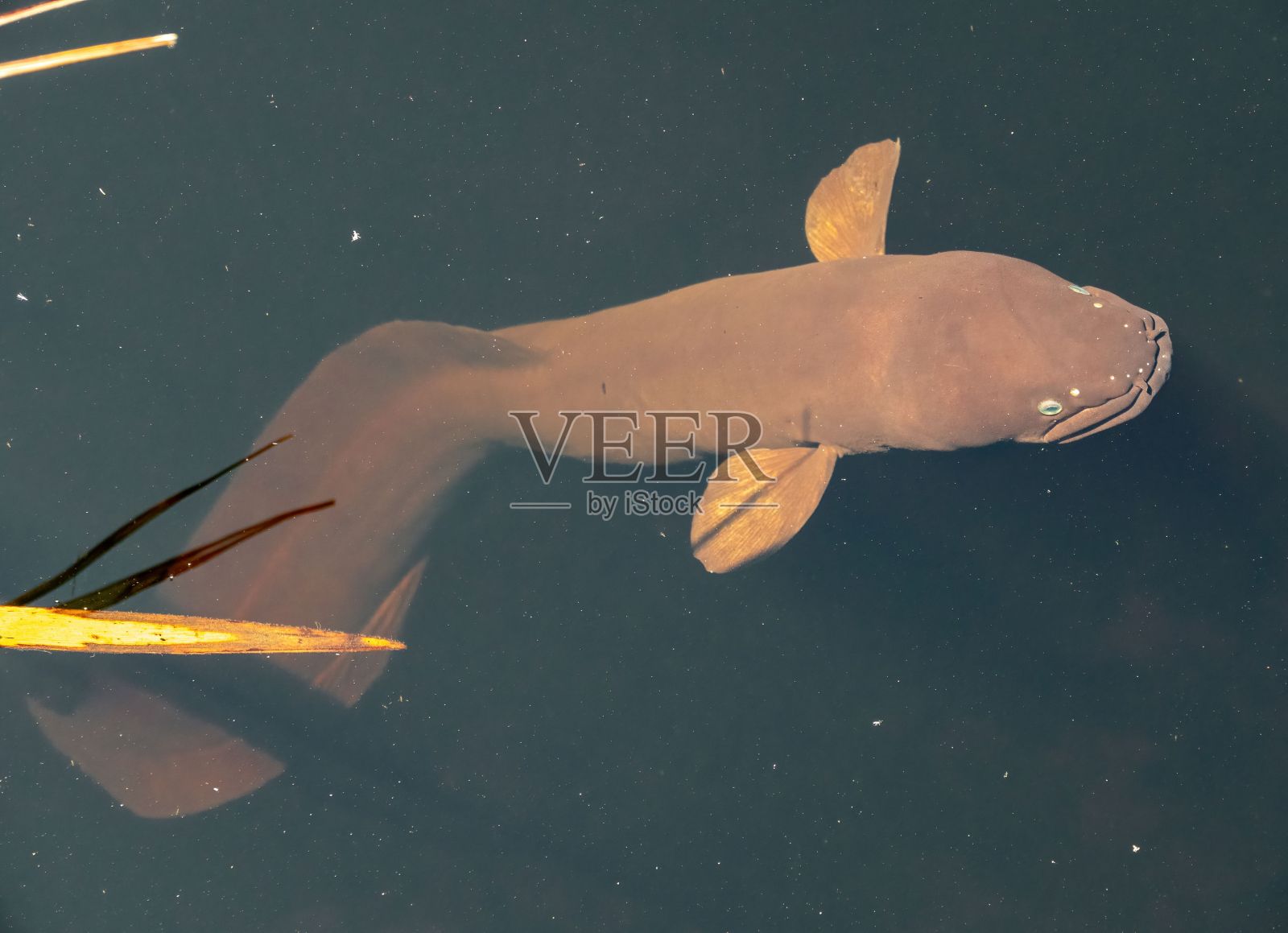 在水中游泳的棕色新西兰长鳍鳗(Anguilla dieffenbachii照片摄影图片