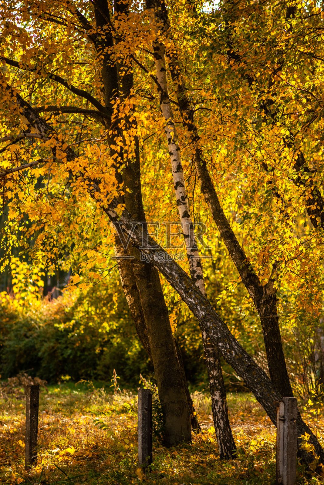 秋天，地上有美丽的黄树和落叶照片摄影图片