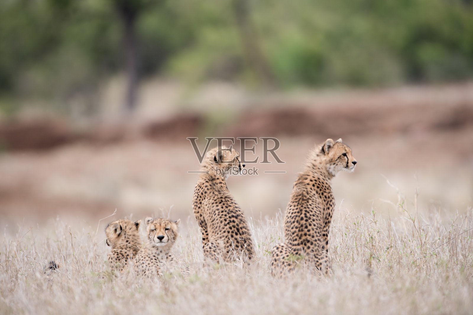 美丽的猎豹宝宝坐在灌木丛中等待它们的妈妈照片摄影图片