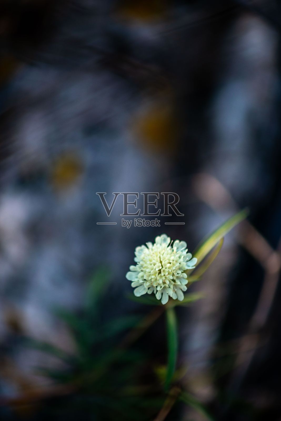 美丽甜美的疥疮在模糊的背景照片摄影图片