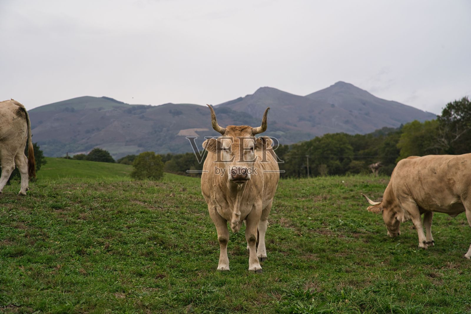 多山的绿色田野，中间是一头夏罗莱奶牛照片摄影图片