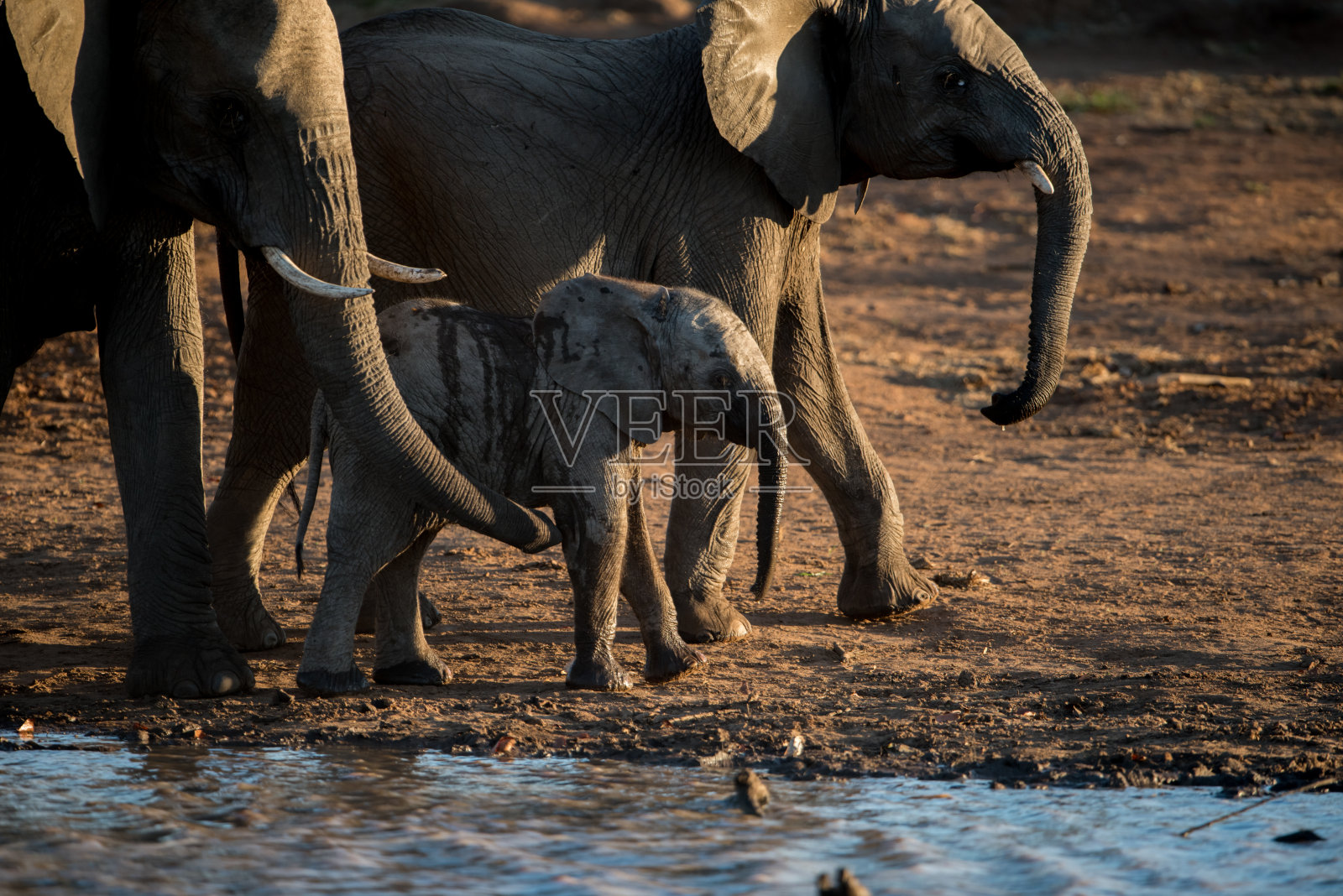 一个小象和象群一起走的特写镜头照片摄影图片