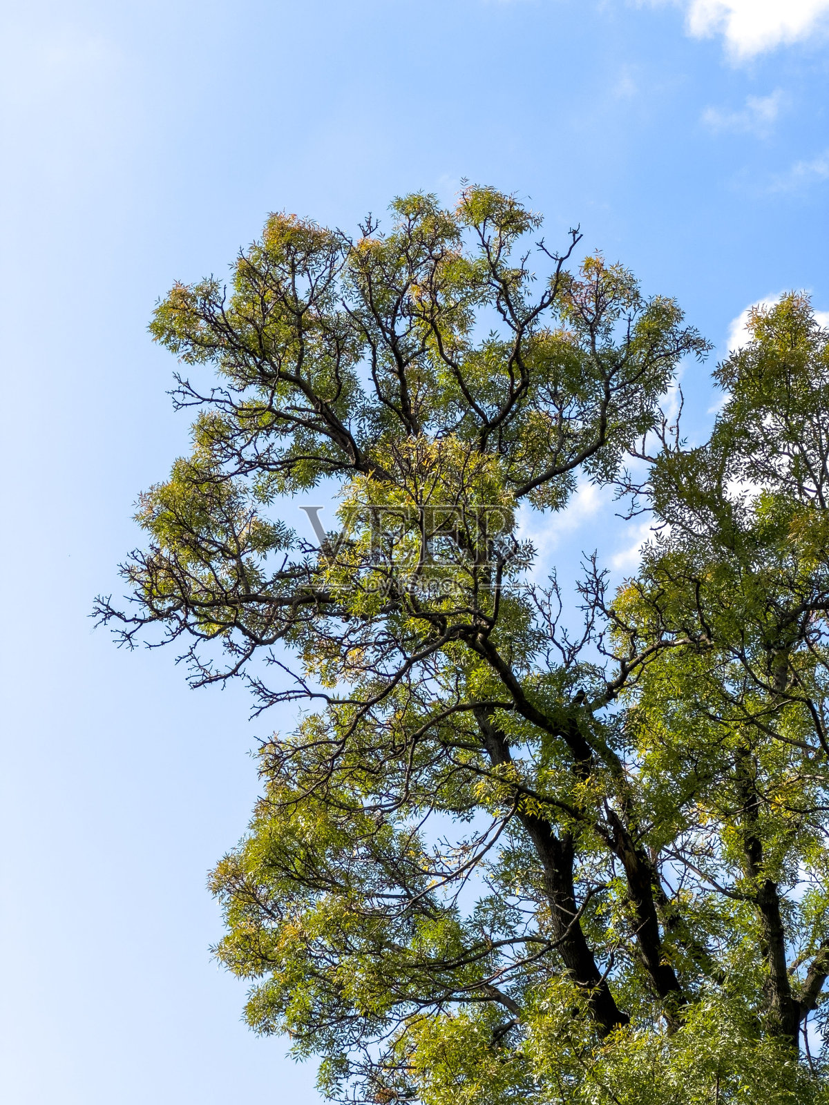 以蓝天为背景的树叶的垂直拍摄照片摄影图片