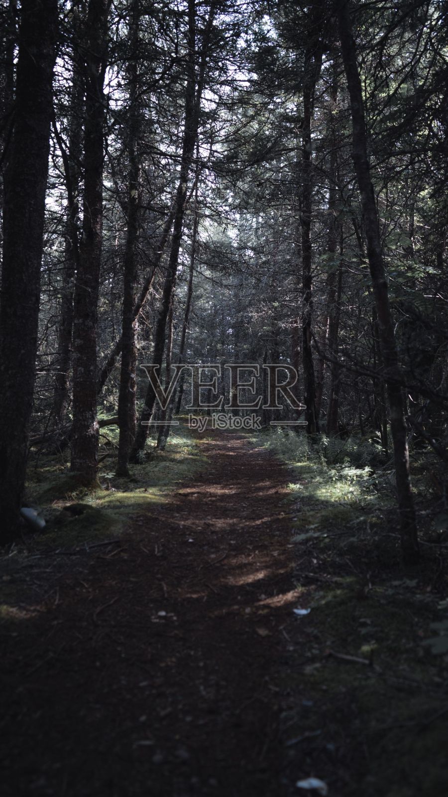 茂密森林中的神秘小径照片摄影图片