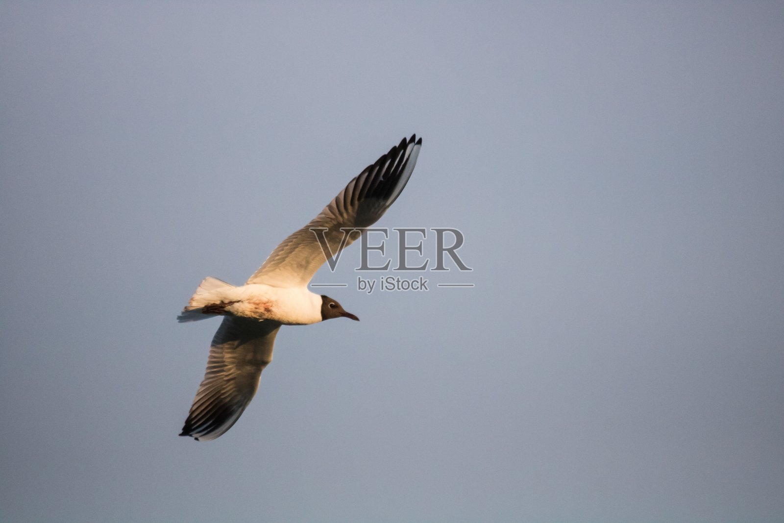 低角度拍摄的海鸥在天空中笑飞照片摄影图片