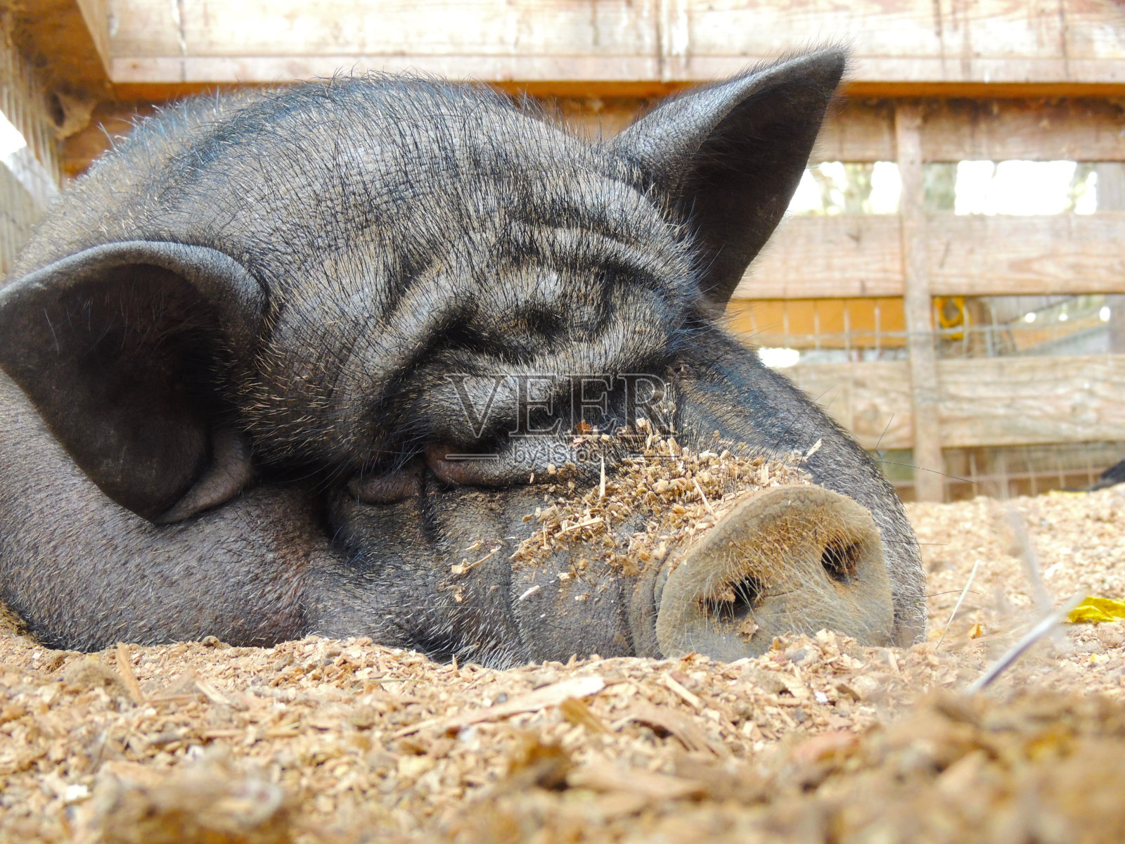 一头猪睡在农场的谷仓院子里照片摄影图片