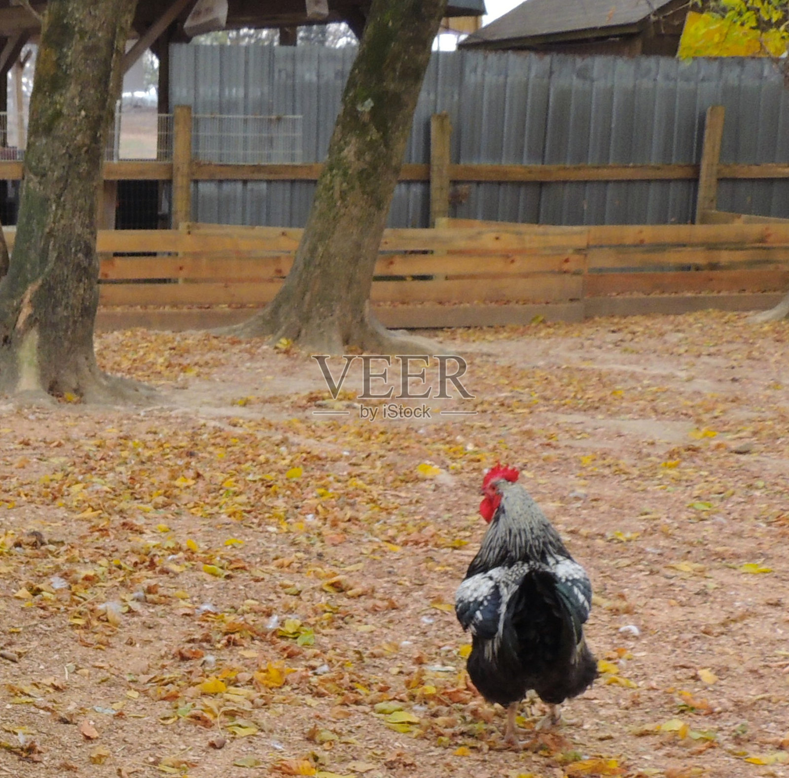 一只公鸡穿过谷仓的院子照片摄影图片