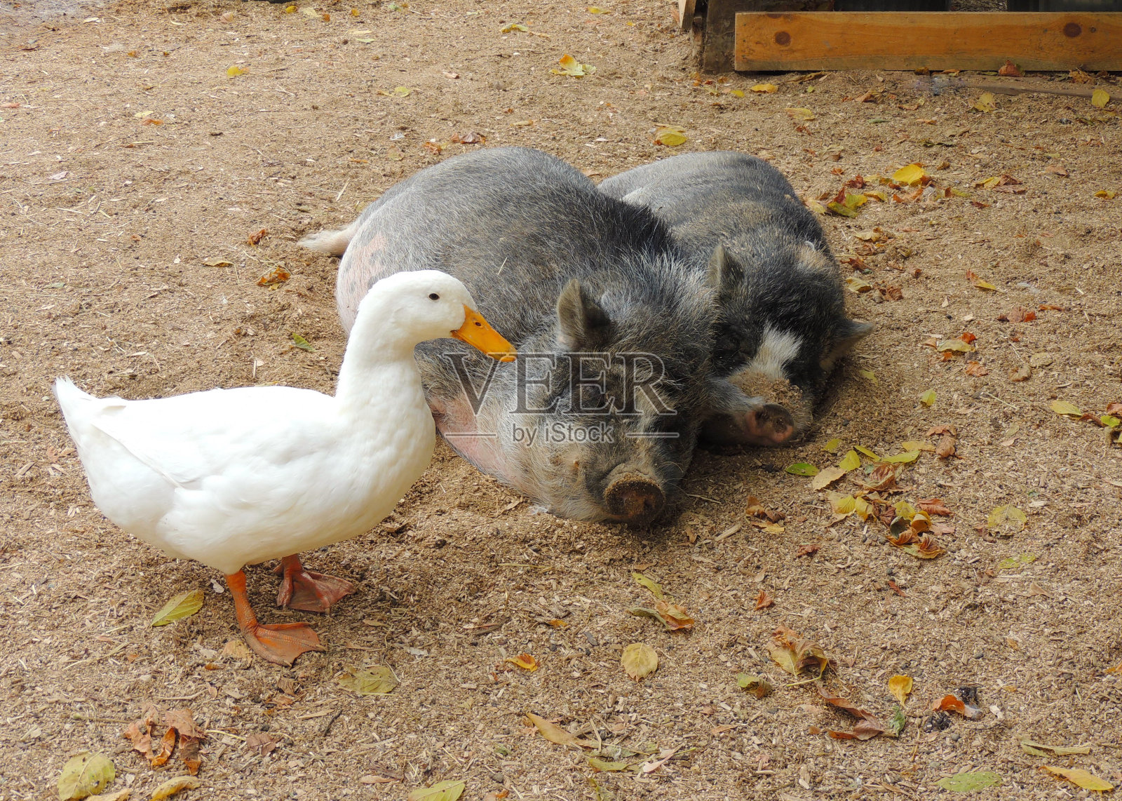 一只鸭子和两只猪在谷仓院子里照片摄影图片