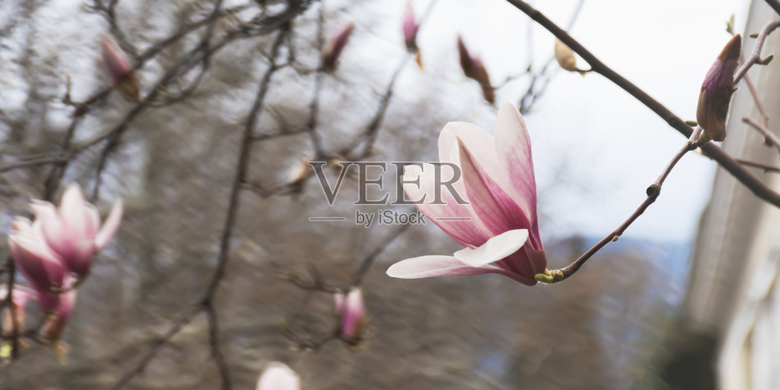 美丽的粉色木兰在花园里盛开。照片摄影图片