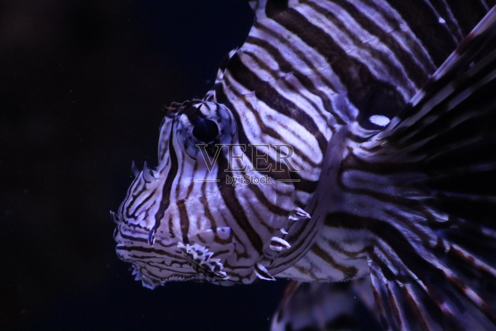 狮子鱼概要照片摄影图片