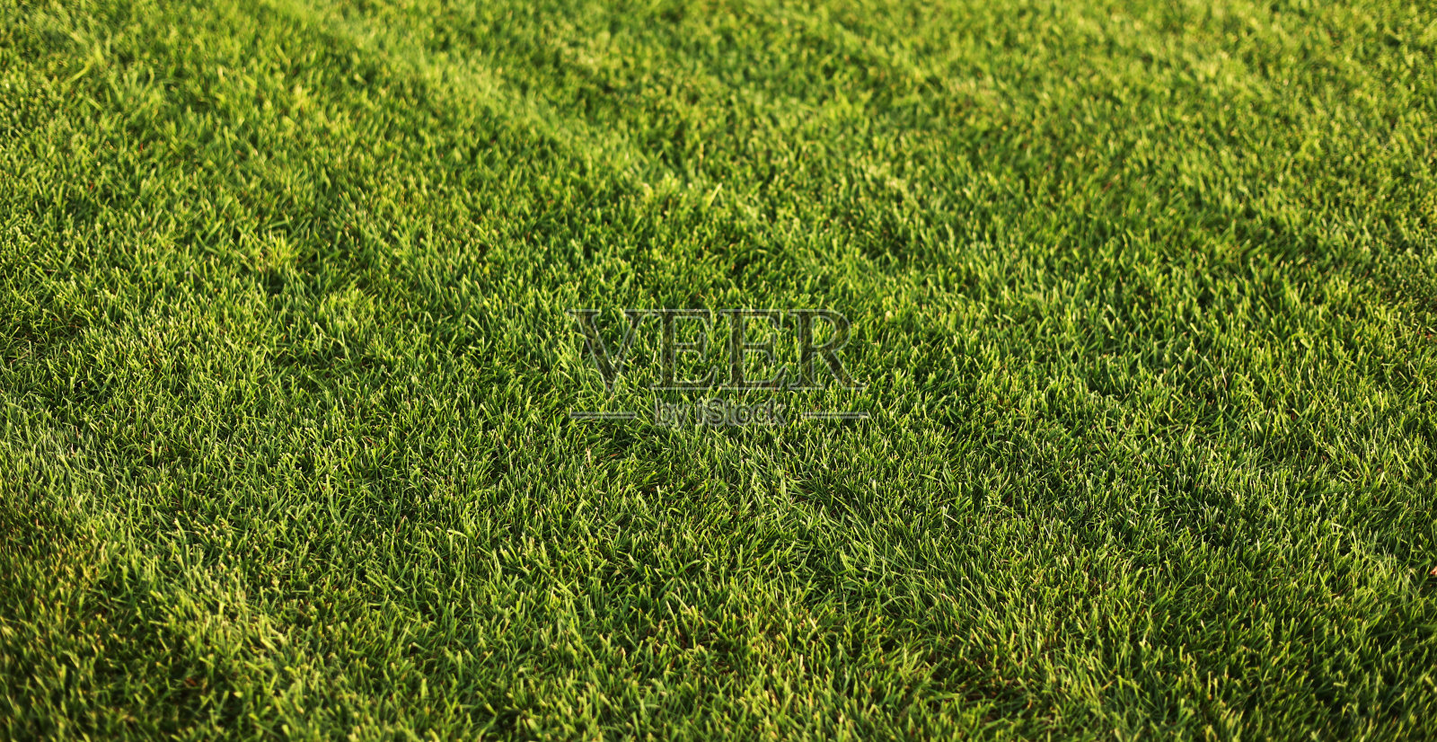 绿草特写。切绿多汁的草坪。高寒草甸，杂草丛生。透视中的草地照片摄影图片