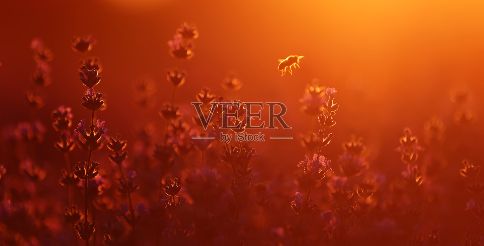 近距离的灌木薰衣草盛开芳香的田野在日落。巴黎附近法国普罗旺斯薰衣草田里的紫色芳香花。照片摄影图片