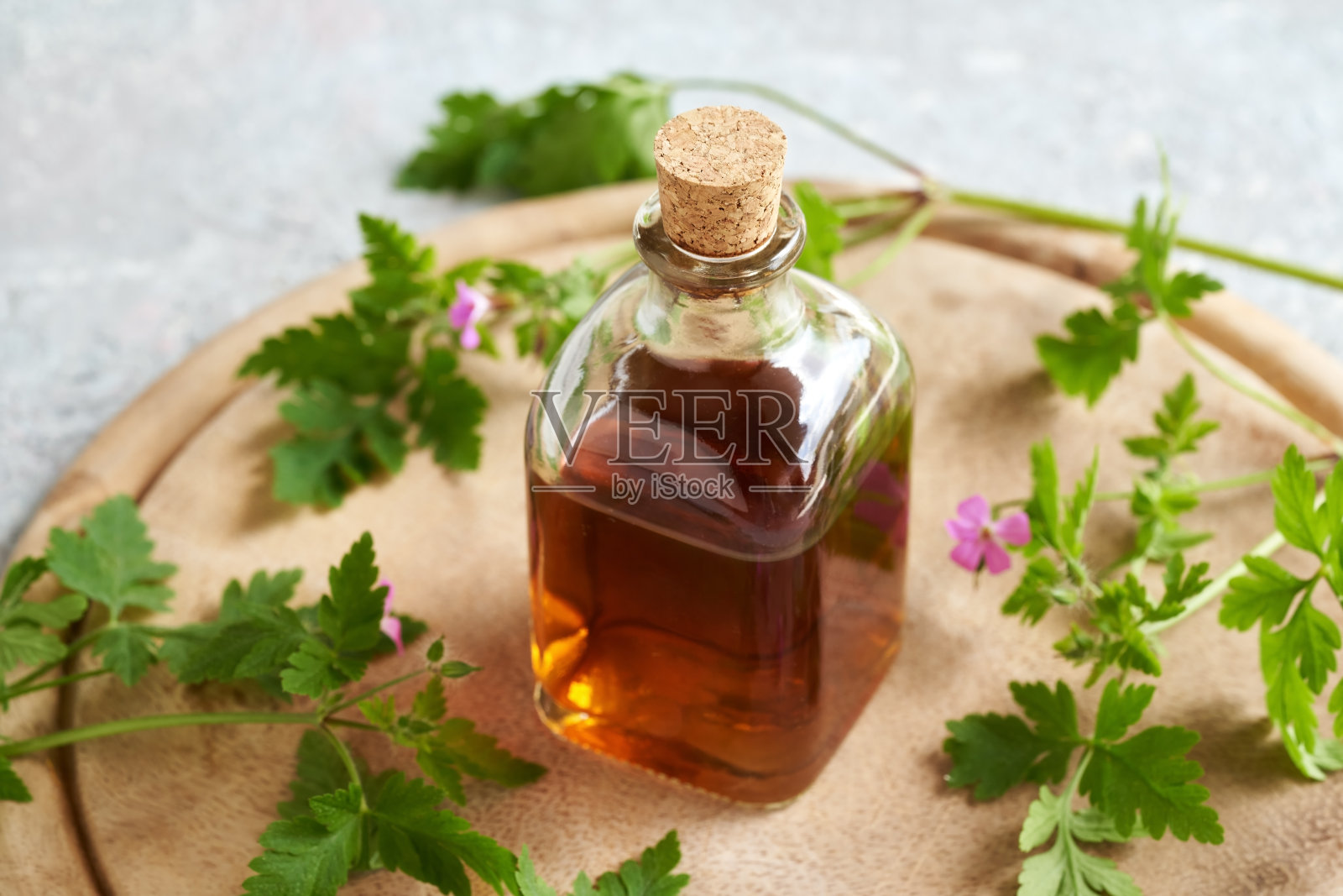 新鲜盛开的天竺葵草本酊剂照片摄影图片